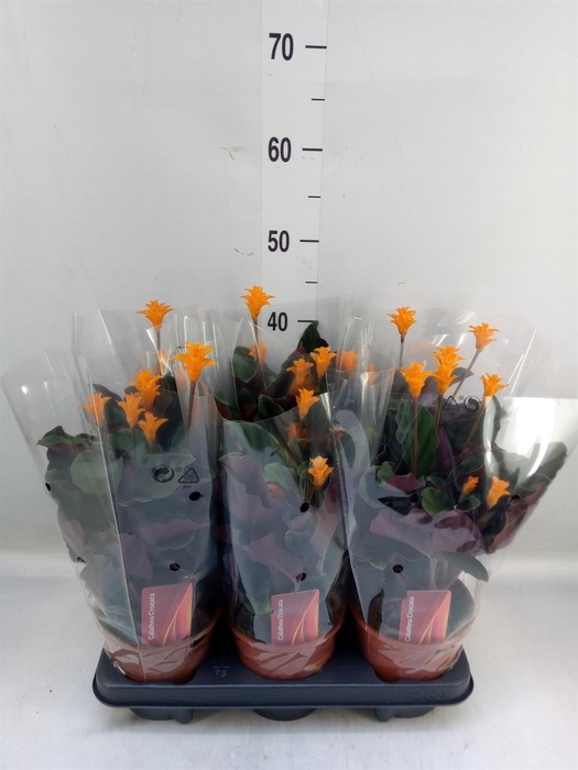 <h4>Calathea crocata</h4>