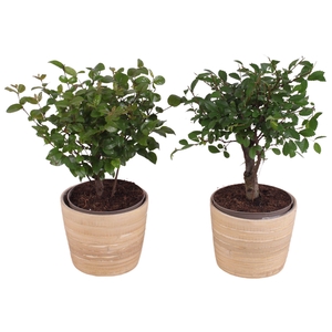 Bonsai Indoor Mix Ø 9cm Ball Shape in Ø10cm Wood NT465