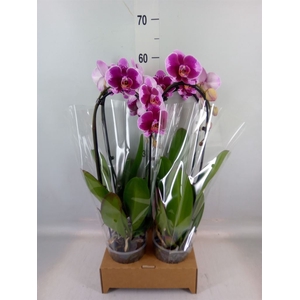 Phalaenopsis  'Elegant Cascade'