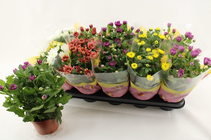 <h4>CHRYS GEVULDBL GEM</h4>