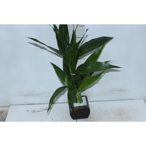 BAMBU ESPANADOR DUPLO