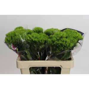 Dianthus Br Kiwi Mellow