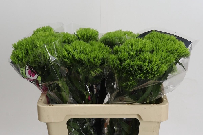 Dianthus Br Kiwi Mellow