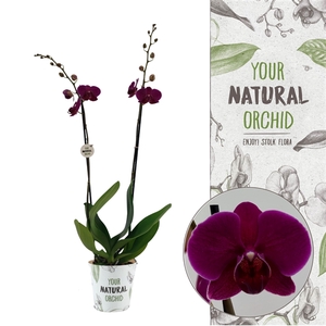 Your Natural Orchid | Bloemfontein | Phalaenopsis 2 spike