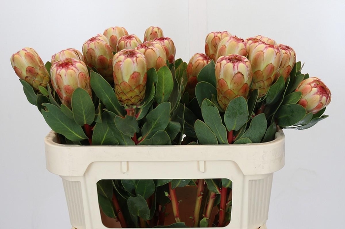 <h4>Protea Grandicolor</h4>
