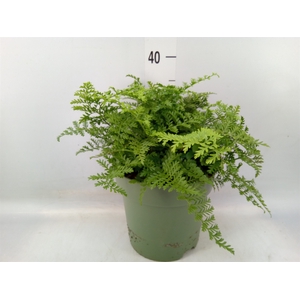 Asplenium  'Parvati'