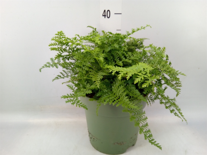 <h4>Asplenium  'Parvati'</h4>
