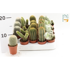 CACTUS GEM