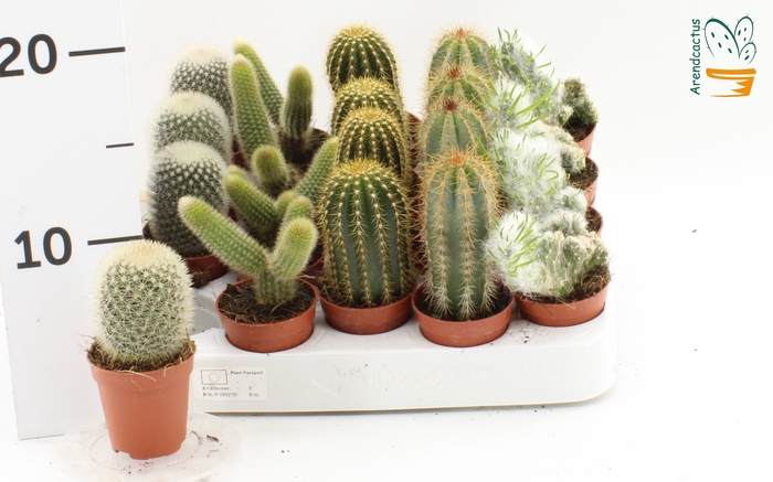 <h4>CACTUS GEM</h4>