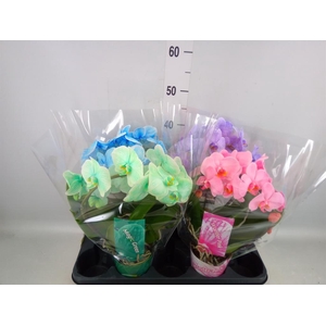 Phalaenopsis   ...