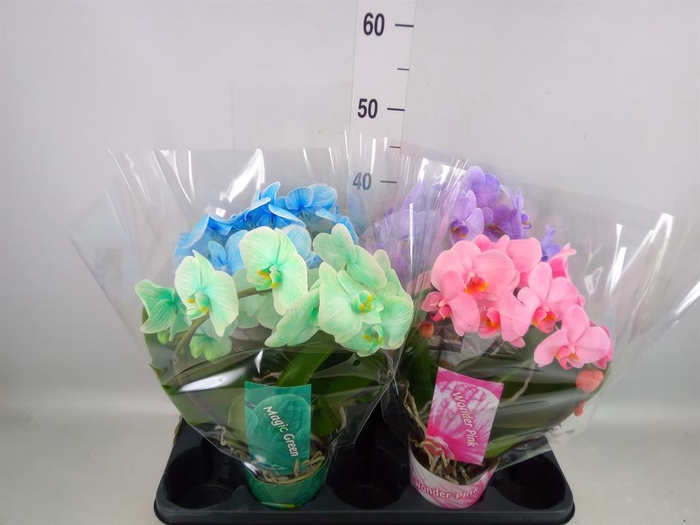 <h4>Phalaenopsis   ...</h4>