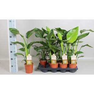 STRELITZIA NICOLAI