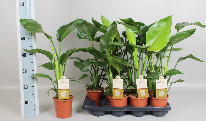 <h4>STRELITZIA NICOLAI</h4>