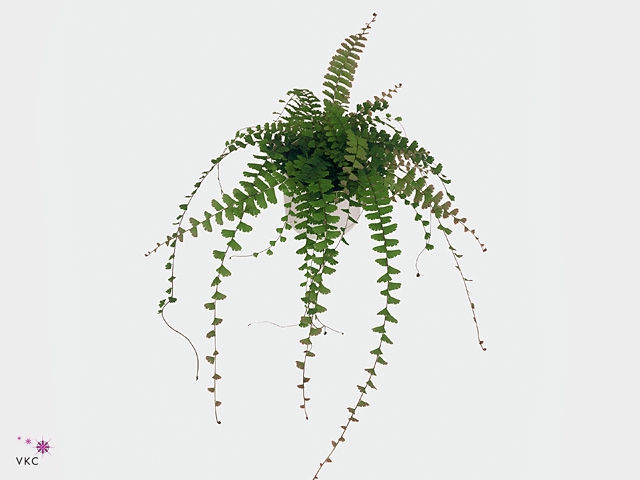 Adiantum caudatum