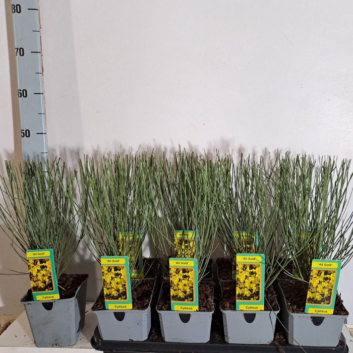 <h4>Cytisus Allgold</h4>