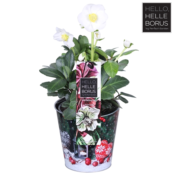 <h4>Helleborus niger 'Christmas Carol' P12 (Merry Christmas zinc)</h4>