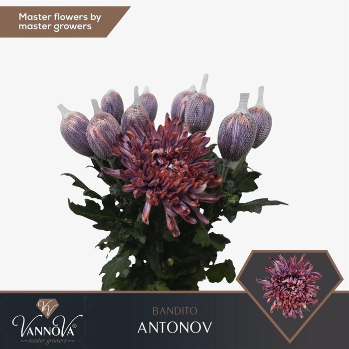 <h4>Painted Chr G Antonov Bandito</h4>