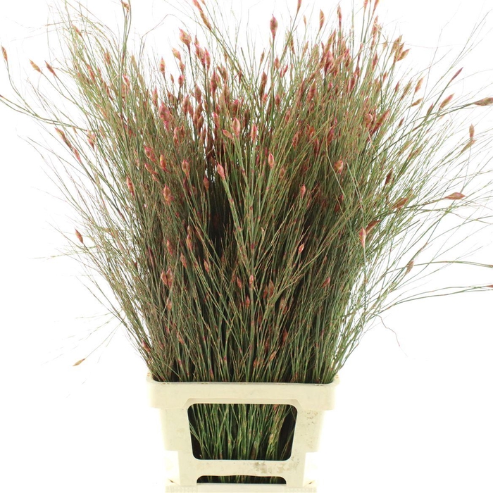 <h4>Bell Reed Dyed Pink</h4>