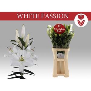 LI OR WHITE PASSION