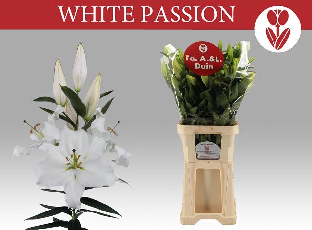 LI OR WHITE PASSION