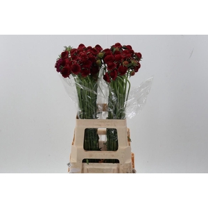 Scab At Raspberry Scoop