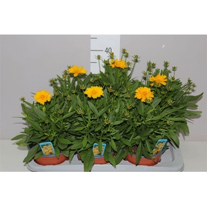 Coreopsis Presto