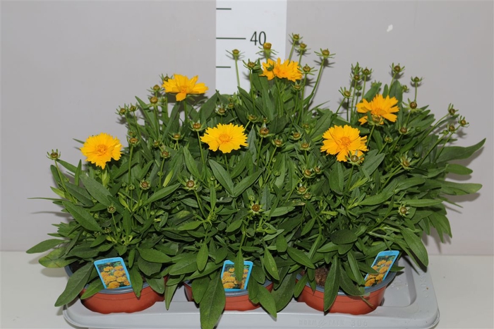 <h4>Coreopsis Presto</h4>