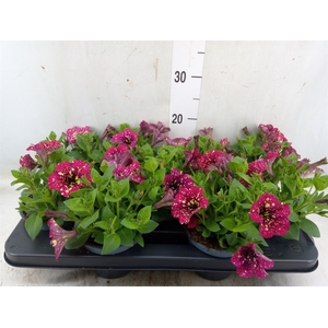 Petunia  'Surfinia'   ...