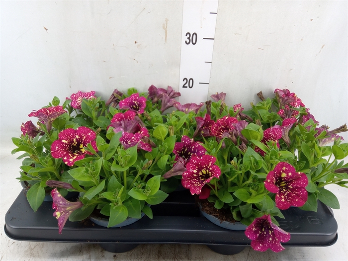 <h4>Petunia  'Surfinia'   ...</h4>