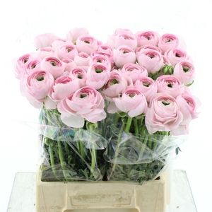 Ran Su Hanoi Pink Extra ( X 20 )