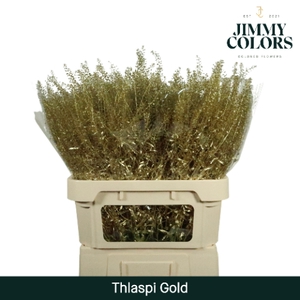 Thlaspi Gekleurd Mtlc. Goud