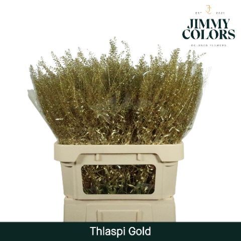 <h4>Thlaspi Gekleurd Mtlc. Goud</h4>