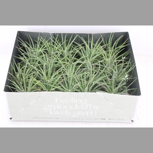 arr3 CP - Till. - Ionantha groen x20