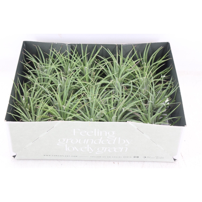 <h4>Arr3 Cp - Till. - Ionantha Groen X20</h4>