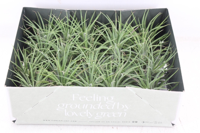 <h4>arr3 CP - Till. - Ionantha groen x20</h4>