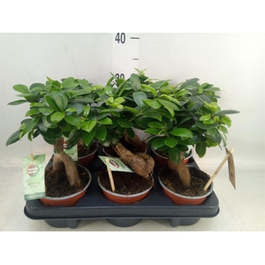 Ficus microcarpa 'Ginseng'