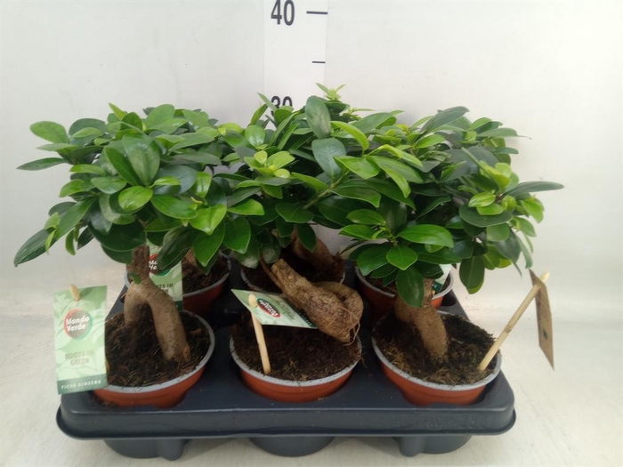 <h4>Ficus microcarpa 'Ginseng'</h4>