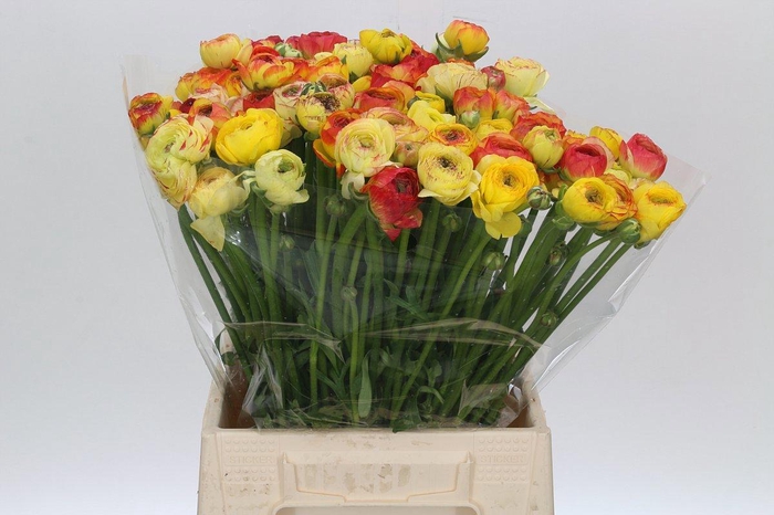 <h4>RANUNCULUS OV</h4>