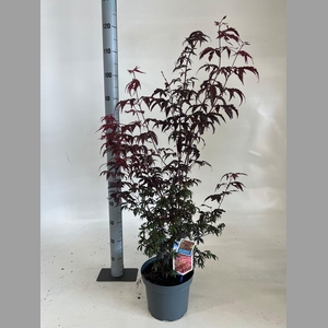 ACER PA ATROPURPUREU