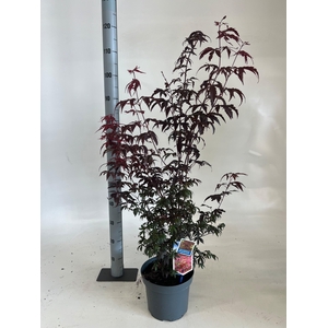 ACER PA ATROPURPUREU