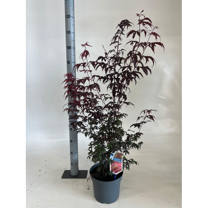 <h4>ACER PA ATROPURPUREU</h4>
