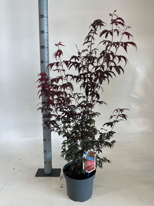 <h4>ACER PA ATROPURPUREU</h4>