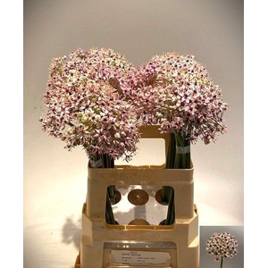 ALLIUM SILVERSPRING