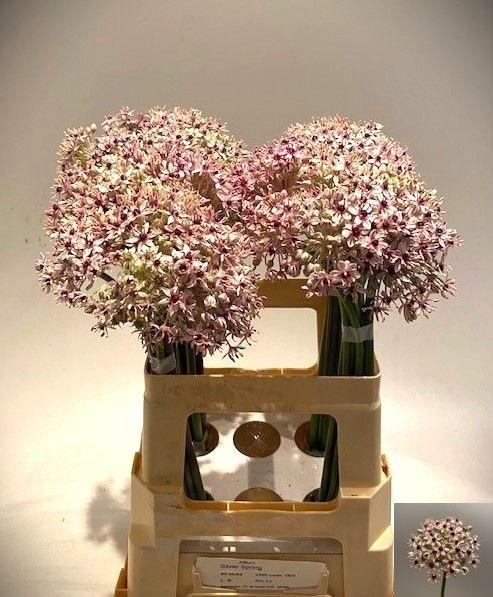 <h4>ALLIUM SILVERSPRING</h4>