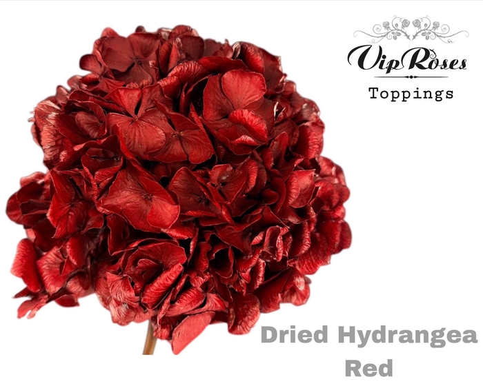 <h4>DRIED HYDRANGEA RED</h4>
