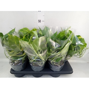 Epipremnum pinn. 'Aureum'