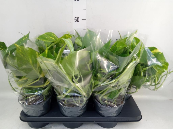 <h4>Epipremnum pinn. 'Aureum'</h4>