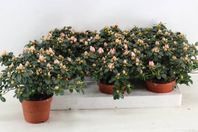 <h4>RHODO SI MEVR GERARD</h4>