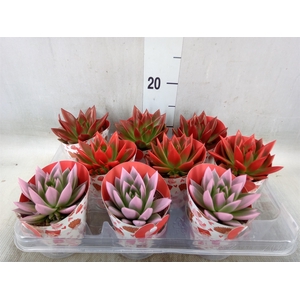 Echeveria  'Miranda'