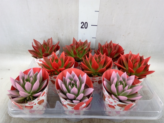 <h4>Echeveria  'Miranda'</h4>